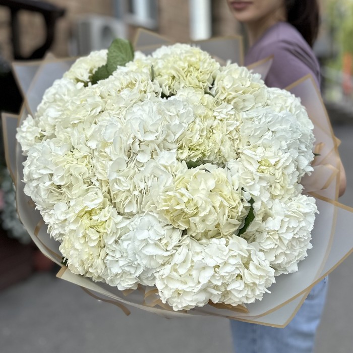 25 белых гортензий