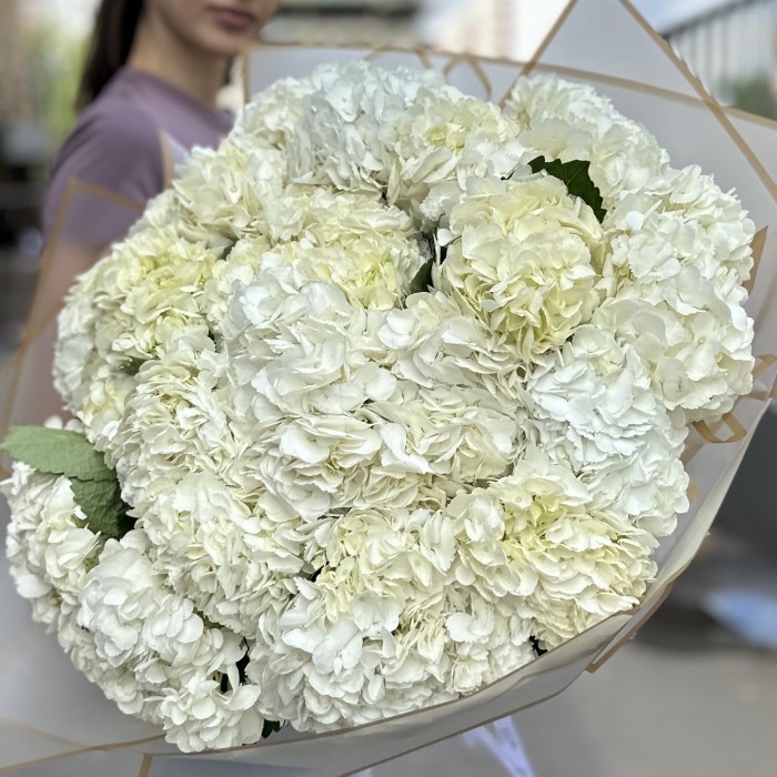 25 белых гортензий
