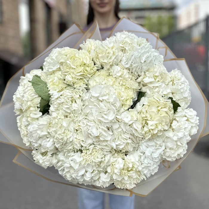 25 белых гортензий