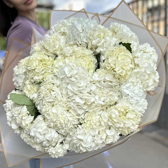 25 белых гортензий