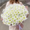 25 белых хризантем Коммандер