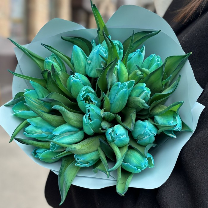 25 бирюзовых тюльпанов