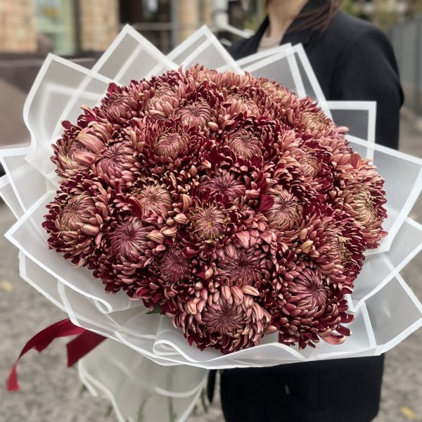 25 бордовых хризантем