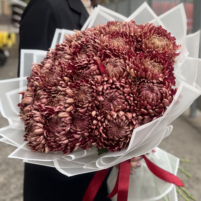 25 бордовых хризантем