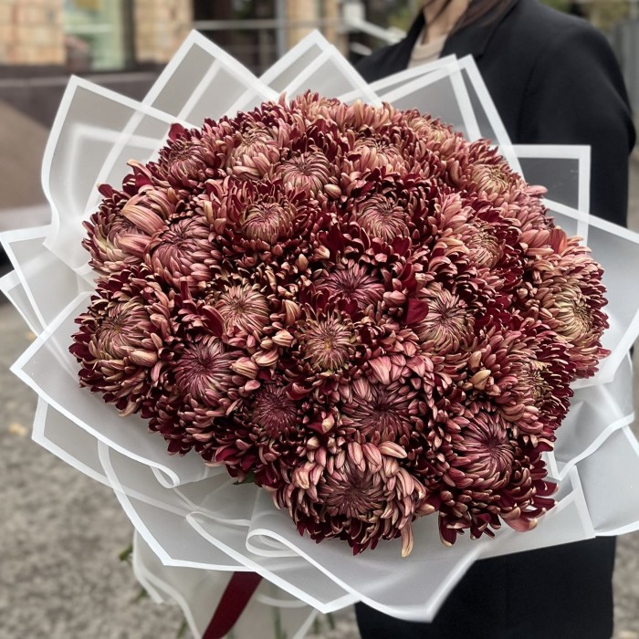 25 бордовых хризантем