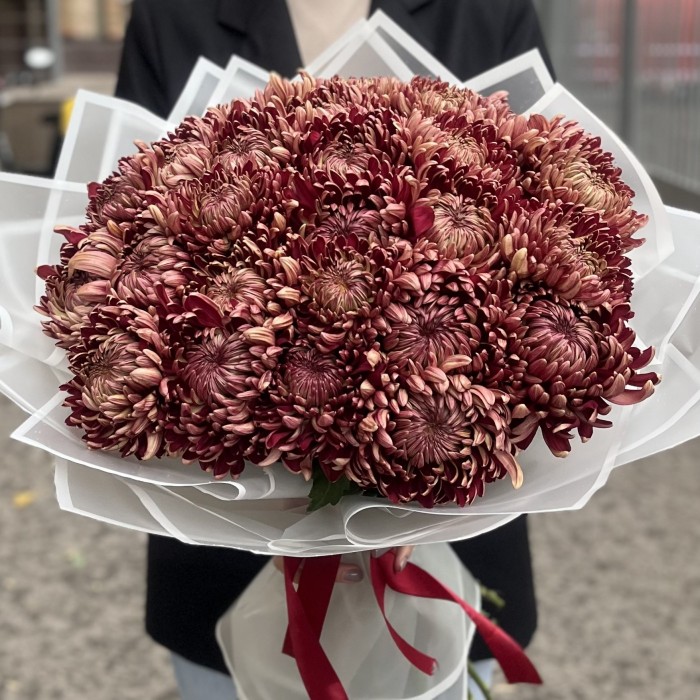 25 бордовых хризантем