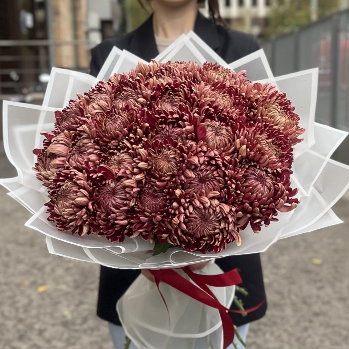 25 бордовых хризантем