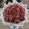 25 бордовых хризантем