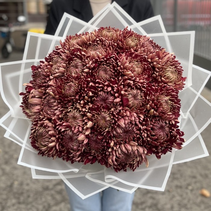 25 бордовых хризантем