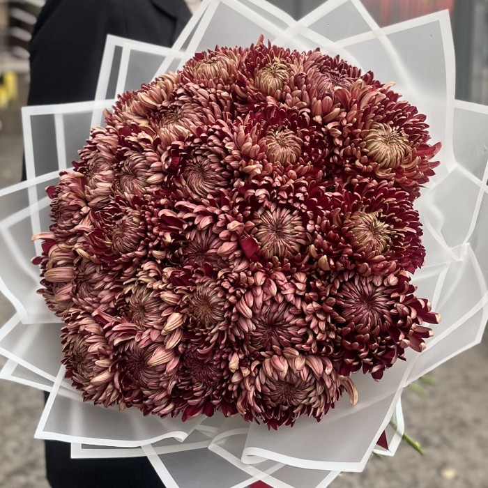 25 бордовых хризантем