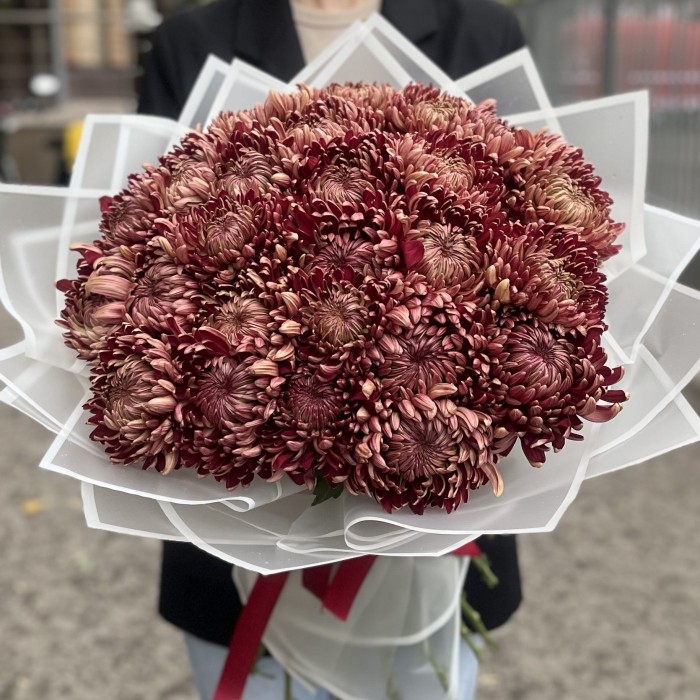 25 бордовых хризантем