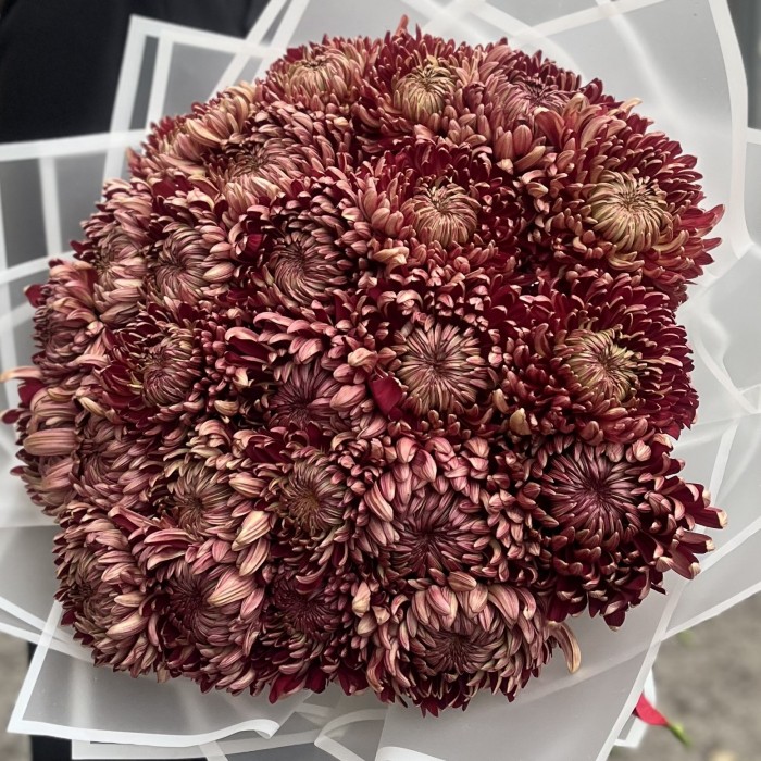 25 бордовых хризантем
