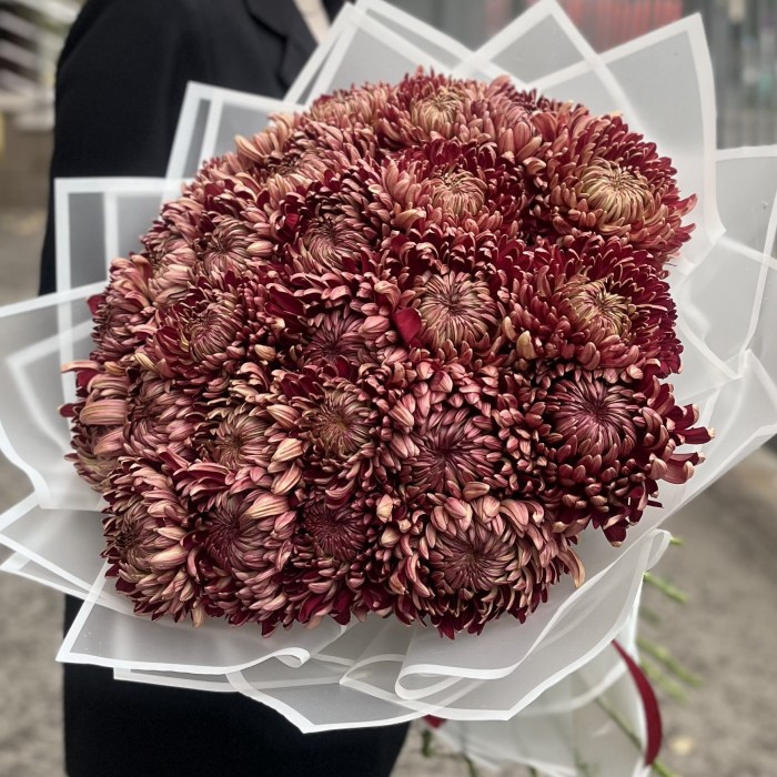 25 бордовых хризантем