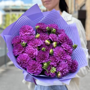 25 фиолетовых георгин