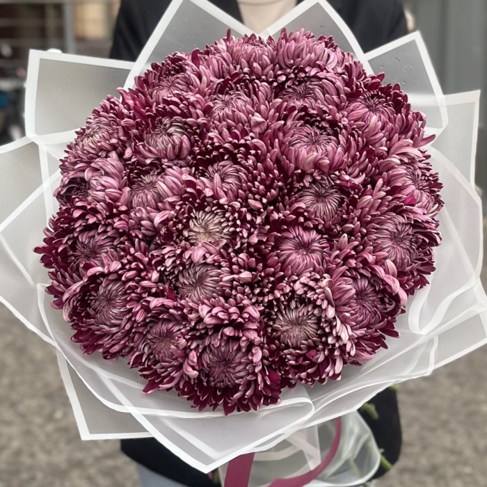 25 фиолетовых хризантем