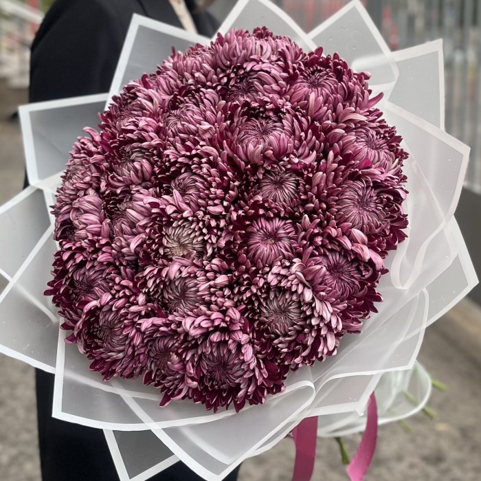 25 фиолетовых хризантем