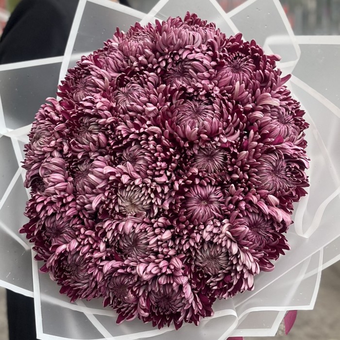 25 фиолетовых хризантем