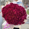 25 фиолетовых кустовых хризантем Бакарди