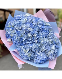 25 голубых гортензий