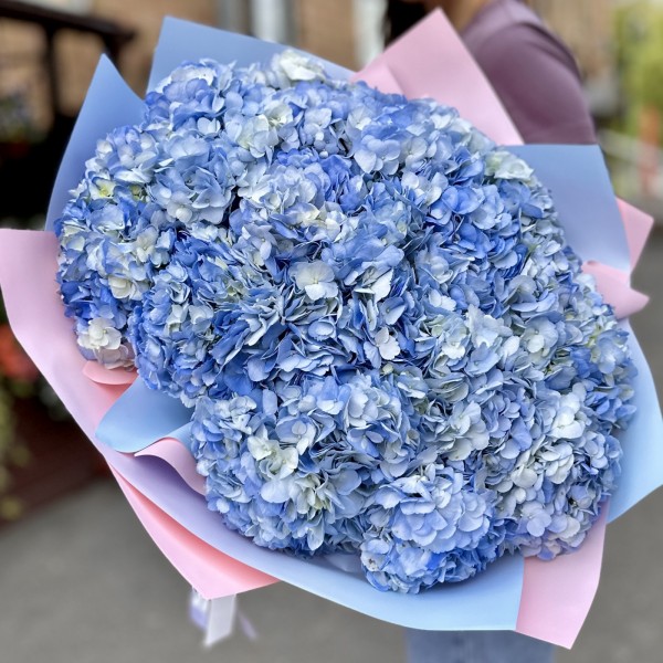 25 голубых гортензий