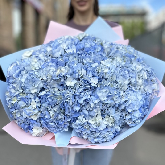 25 голубых гортензий