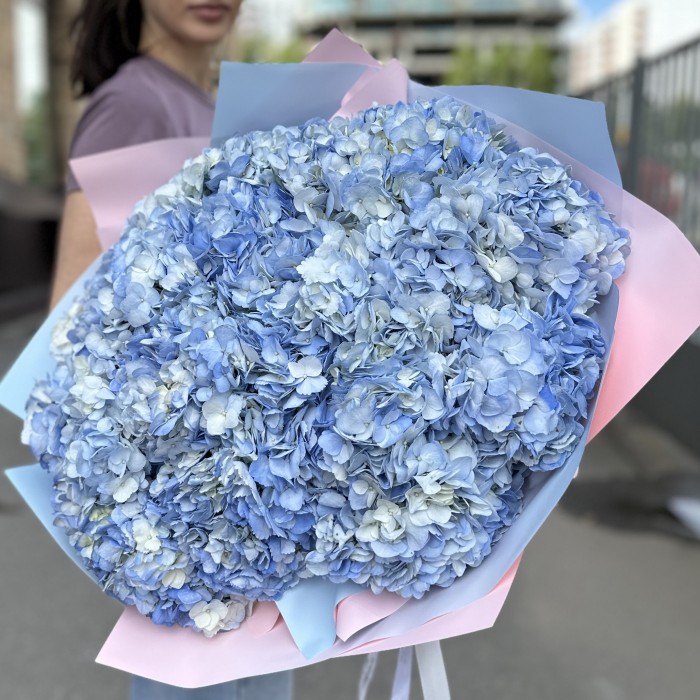 25 голубых гортензий