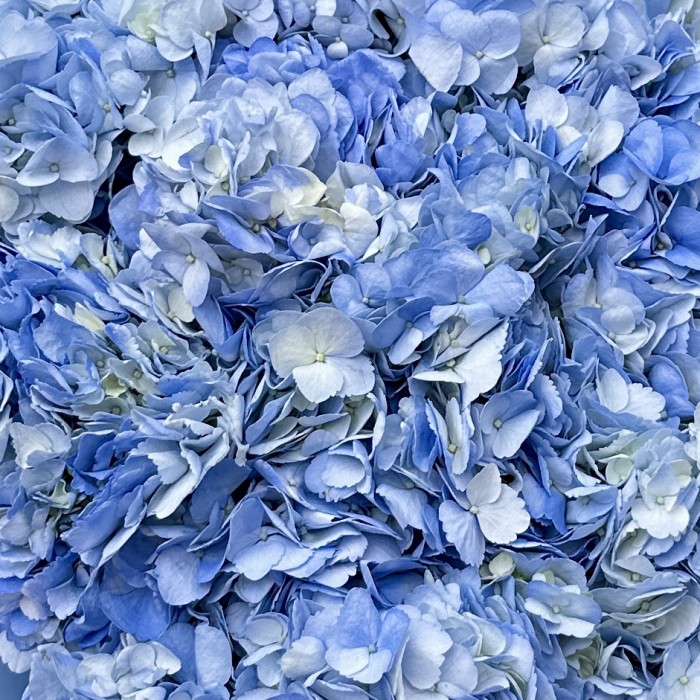25 голубых гортензий