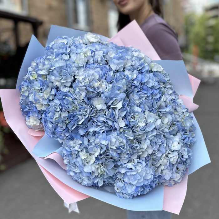 25 голубых гортензий