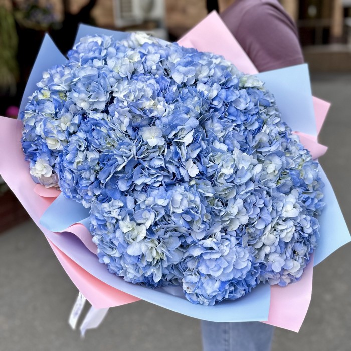 25 голубых гортензий