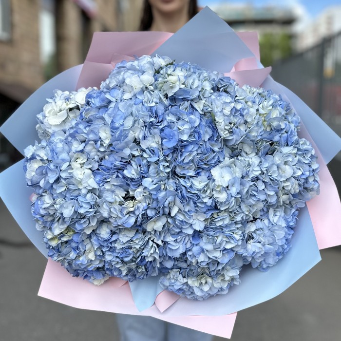 25 голубых гортензий