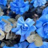 25 пышных голубых роз с эвкалиптом