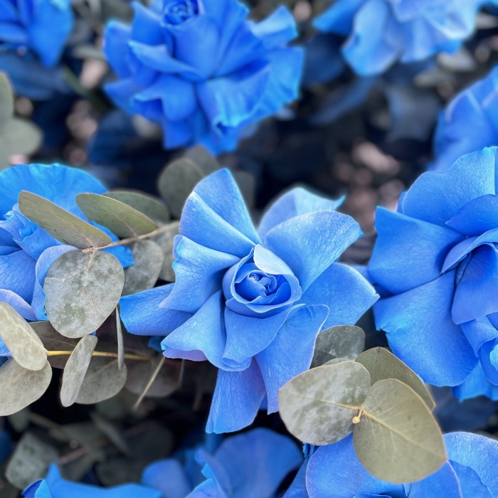 25 пышных голубых роз с эвкалиптом