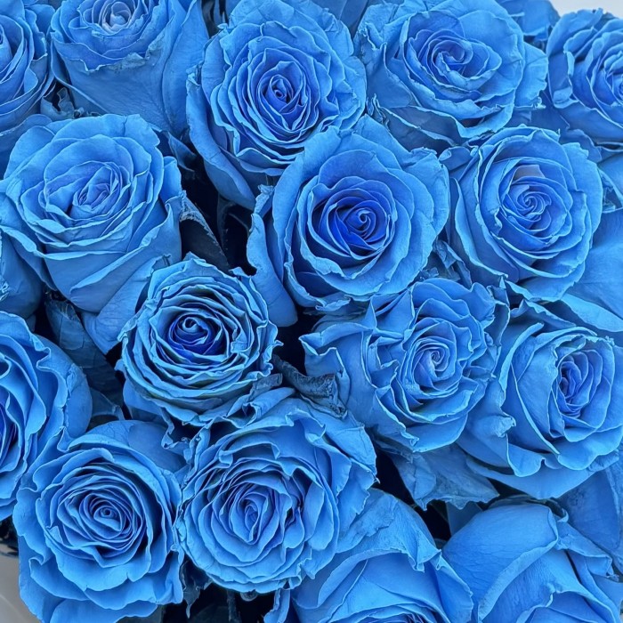 25 голубых роз Бэби Блю