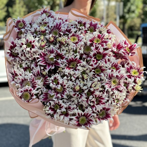 25 кустовых хризантем Саба