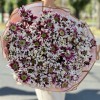 25 кустовых хризантем Саба