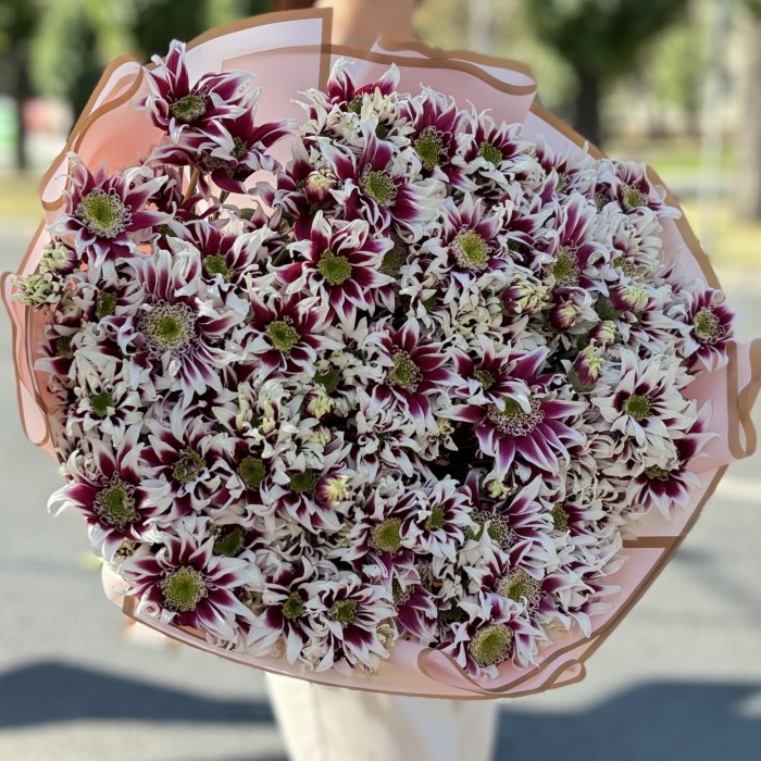 25 кустовых хризантем Саба