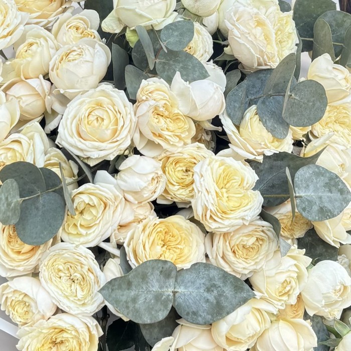 25 кустовых пионовидных кремовых роз Джульетта