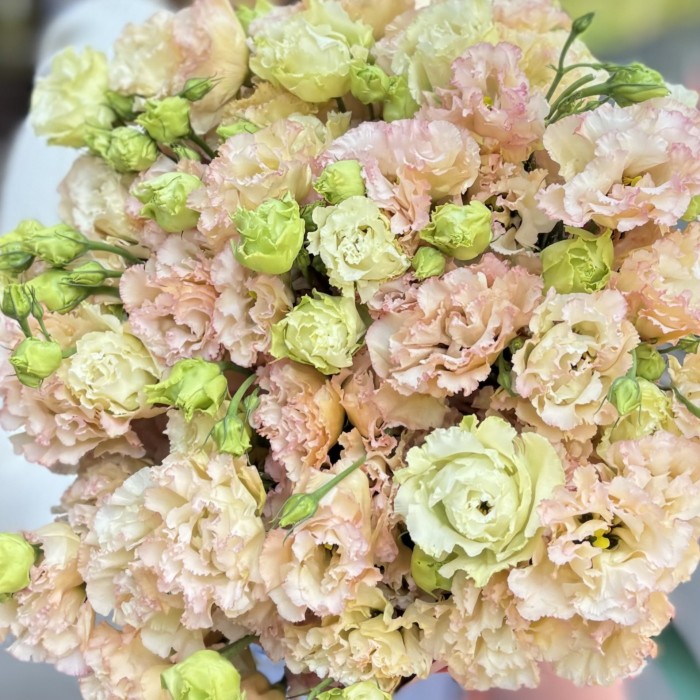 25 махровых эустом Шампань