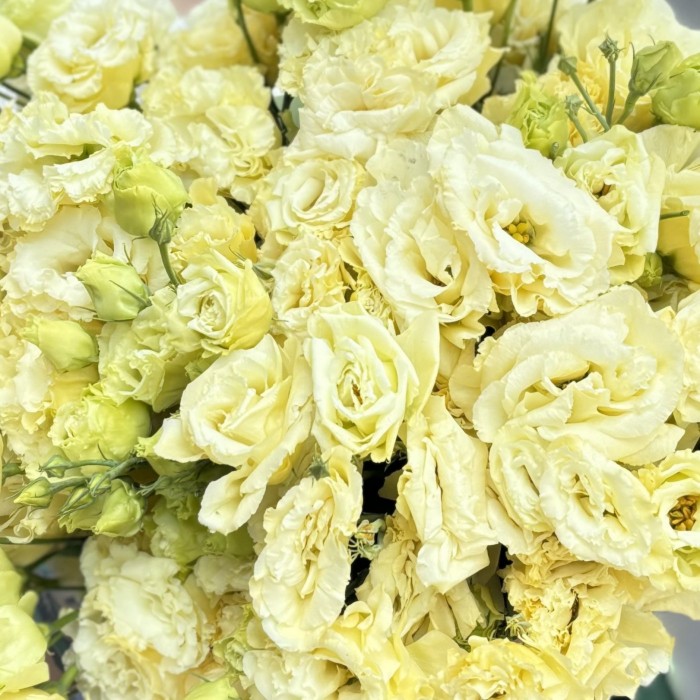 25 махровых кремовых эустом