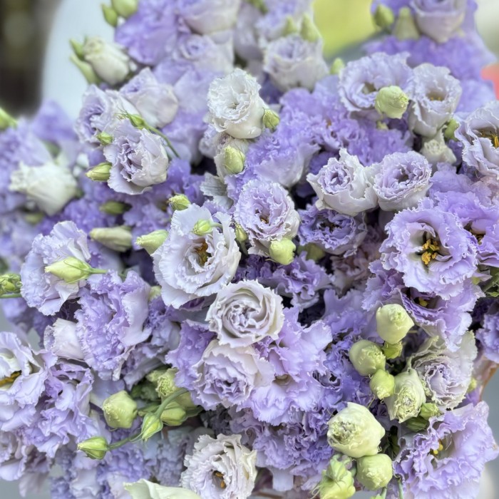 25 махровых лавандовых эустом