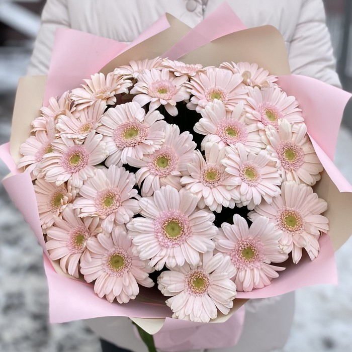 25 нежно-розовых гербер