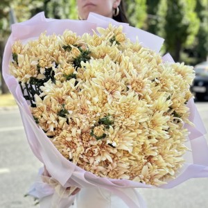 25 персиковых кустовых хризантем Балтика