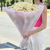 25 персиковых кустовых хризантем Балтика