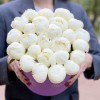 25 пионов Белый Лебедь в коробке