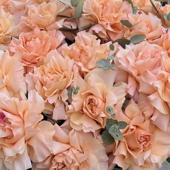 25 пышных абрикосовых роз Принцес Краун с эвкалиптом