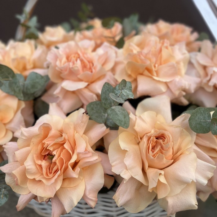 25 пышных абрикосовых роз Принцес Краун с эвкалиптом в корзине