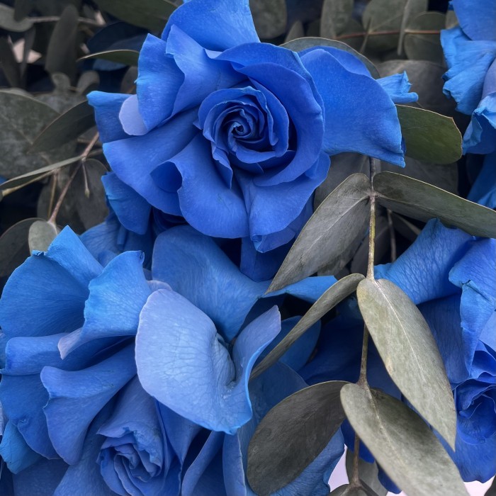 25 пышных голубых роз с эвкалиптом в коробке