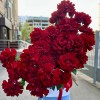 25 пышных красных роз Хартс