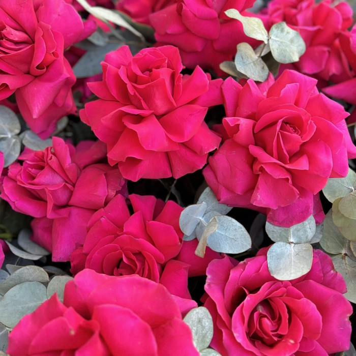 25 пышных малиновых роз с эвкалиптом в белой коробке