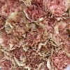 25 розово-персиковых гвоздик
